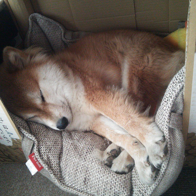 杨瀚森全能表现获得媒体一致好评,杨翰简历