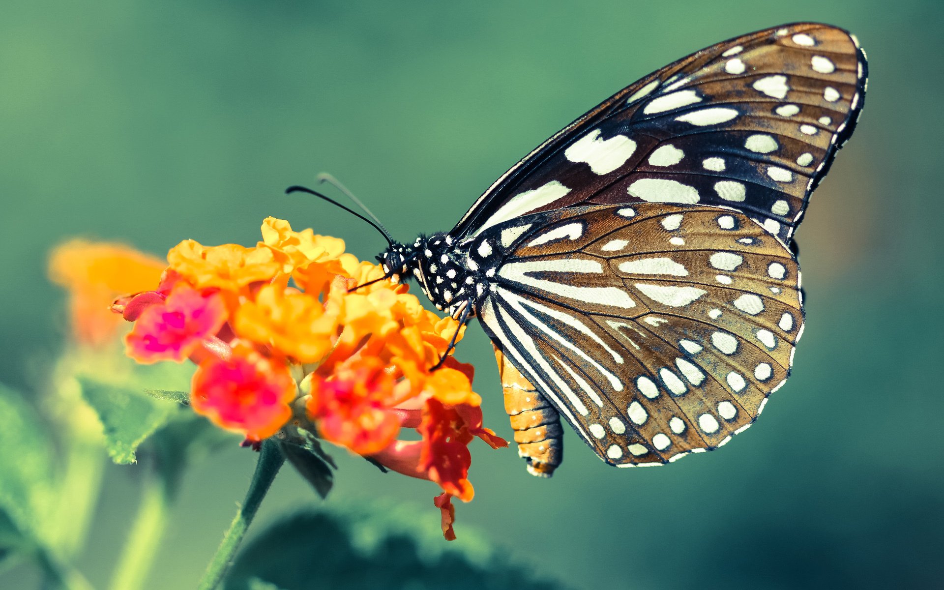 赛事招商合作引入文化创意公司，赛事招商文案