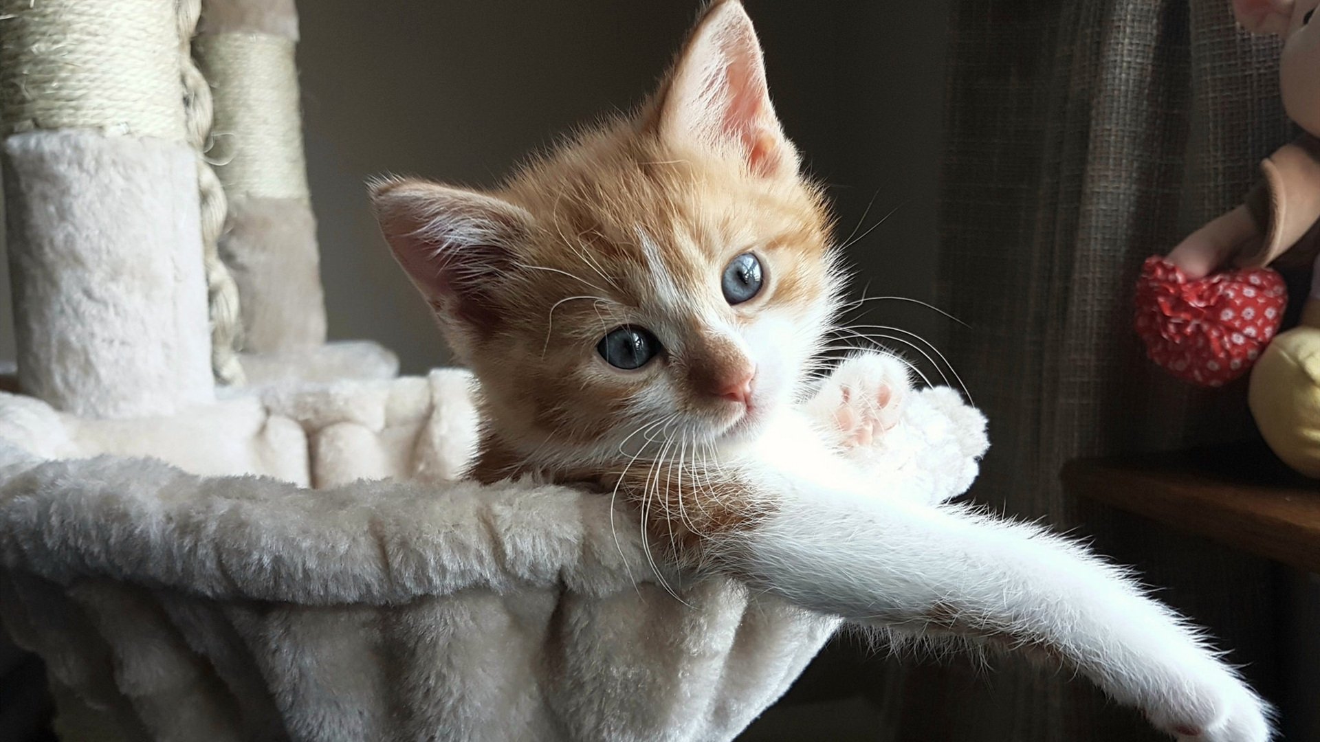 -意甲快速反击：瞬间突破，场面壮观！，意甲意甲