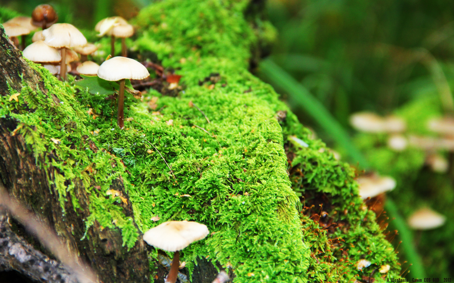 斯洛伐克男篮在欧洲大赛中勇敢追梦,冲击冠军佳绩,斯洛伐克欧洲杯大名单公布