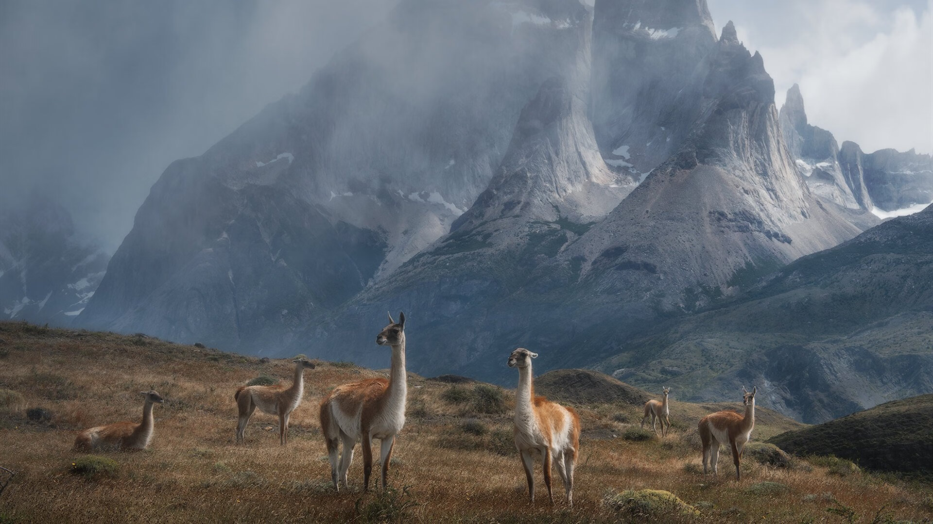 米兰体育APP-新西兰橄榄球的战略转型与年轻球员的崛起，新西兰橄榄球女运动员